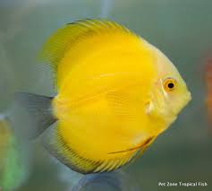 Lemon Yellow Discus Golden Lemon Beautiful Live Freshwater Tropical Fish