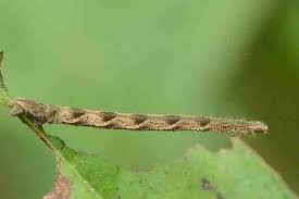 Image result for Eupithecia subumbrata