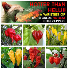 Pin On Chilli