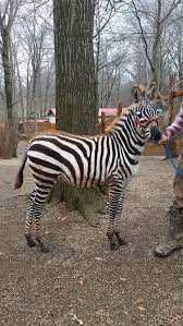 Pin On Exotic Pets For Sale