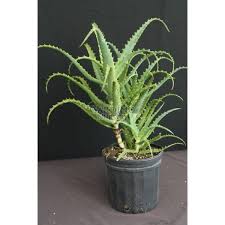 Image result for Aloe arborescens