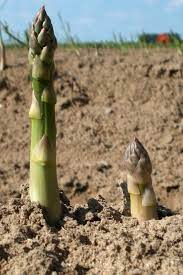 You may hear them referred to as roots. Asparagus Planting Growing Harvest Tips On How To Avoid Disease