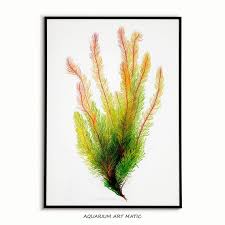 Image result for Rastrophyllum pinnatipartitum