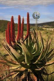 Karoo Farm With Windmill And Aloes By Leah Windmill African Flowers South Africa