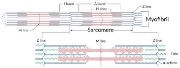 Smooth muscles have a much stronger ability to contract than skeletal. Muscle Tissue Amboss