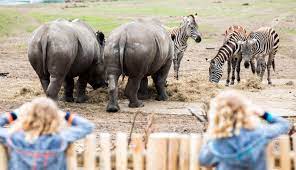 46 видео 4 338 просмотров обновлен 9 июл. Safaripark Beekse Bergen Holland Com