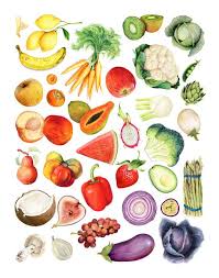 Produce Varieties Chart Food Illustration Archival Quality Print Wall Art Food Illustration Art Fruit Illustration Vegetable Illustration
