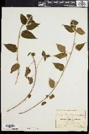 Image result for Acalypha caperonioides