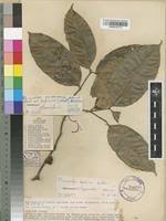 Image result for Pleiocarpa