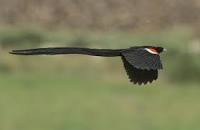 Image result for widow bird