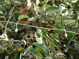 Image result for Bonamia spectabilis