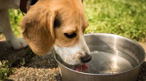 Ab wann haben hunde fieber? Fieber Beim Hund Erkennen Und Richtig Messen