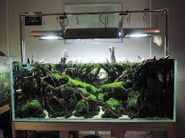 Timeline Photos Wabi Kusa Paludarium Aquascaping Terrarium Aquarium Setup Aquascape Aquascape Aquarium Nature Aquarium