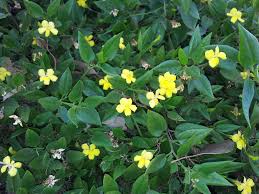 Darrow's blueberry, also called southern low bush blueberry, grows in zones 8 and 9, along the coast of the southeastern. Angus S Top Ten Australian Groundcovers Gardening With Angus