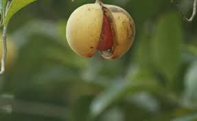 Kandungan dari buah pala pun dapat meningkatkan kekebalan dan kualitas dari gigi maupun gusi kita. 7 Manfaat Buah Pala Ternyata Bisa Bikin Genpi Co