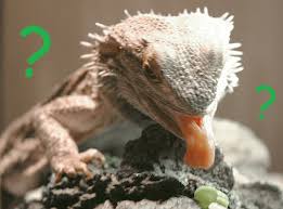 Can bearded dragons eat pears? Can Bearded Dragons Eat Clubfauna