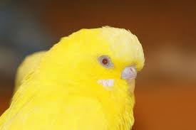 Young Lutino Budgie Budgies Animals Parakeet