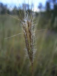 Image result for Dichanthium sericeum