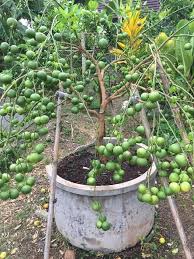 Ini baja organik ya, bukan baja kimia. Telur Dan Air Kelapa Rahsia Petani Thailand Untuk Pokok Berbuah Cepat Dan Lebat