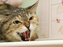 Cat biting is a common complaint among feline owners. How To Stop Petting Aggression In Cats