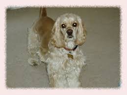 Pet sitters association of america. Contact East Windsor Dog Walking Hightstown Pet Sitting