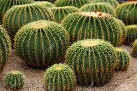 Image result for Cactaceae
