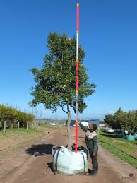 Image result for Curtisia dentata