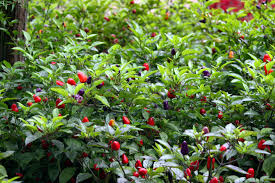 How To Kill Alzheimer's Disease