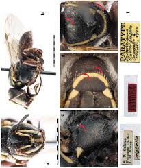 Image result for Enneapogon pretoriensis