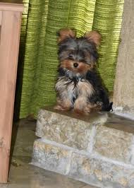 Pin Auf Animaux A Adopter En Suisse