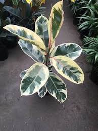 Ficus Elastica Tineke Jordan S Jungle