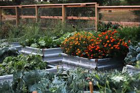 Maybe you would like to learn more about one of these? Preparing Our Raised Beds For Spring Planting The Prairie Homestead