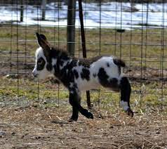 Miniature Donkeys Are Totally Allowed In The Dorms What Are You Talking About Cute Animals Animals Beautiful Cute Donkey