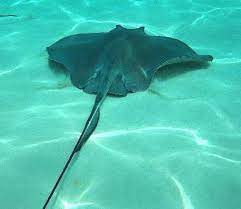 Sting Ray Stingray Stingray Fish Shark Fishing Wildlife Nature