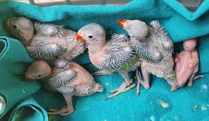 Alexandrine Parakeets | Upsc Current Affairs | Ias Gyan