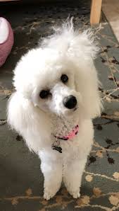 Pin By Rosa Maria On Tres Jolie Joins The Family Puppies And Kitties Poodle Puppies For Sale Poodle Puppy