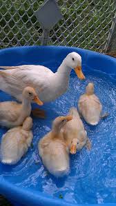 .of raising backyard ducks, from hatching duck eggs and brooding ducklings all the way to feeding ducks! Pin By Wild Eyed Southern Celt On Dig Long And Prosper Pet Ducks Backyard Ducks Fluffy Critter