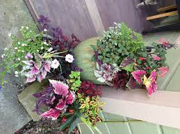 Pin On Container Gardens