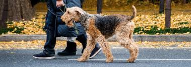 Airedale Terrier Dog Breed Facts And Personality Traits