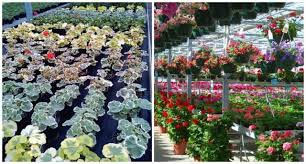 See more ideas about geraniums, plants, planting flowers. Rethinking The Plain Old Geranium With Shady Hill A Way To Garden