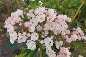 Image result for Laurembergia