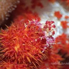 Image result for Crabbea coerulea