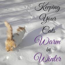Keep cats away from porch. How To Keep Feral And Outdoor Cats Warm And Safe In Winter Pethelpful