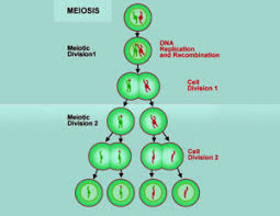 Meiosis 1 The Different Phases Of Meiosis 1 Cell Division