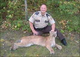 These photos of a massive mountain lion have circulated the web for months over email, forums, and social media. Dnr Confirms 110 Lb Mountain Lion Killed On Road Near Bemidji Minnpost