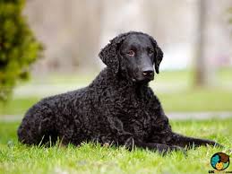 He will need work on the leash…. Curly Coated Retriever Dog Breed Ukpets