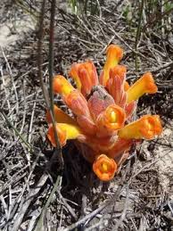 Image result for Harveya