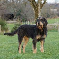 most dangerous dog breeds in the world herald weekly dangerous dogs dog breeds dogs