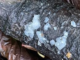 Image result for Exidia nucleata