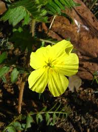 Image result for Tribulus zeyheri